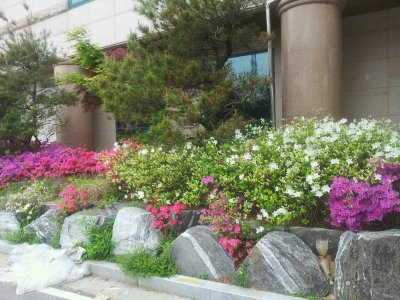 봄풍경
